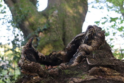 Close-up of lizard on rock in forest