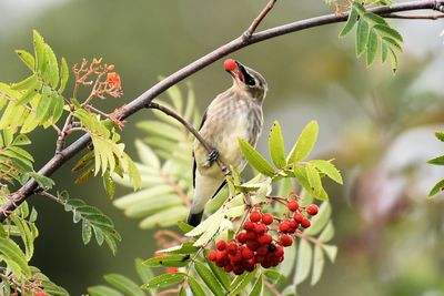 Bird perching on fruit tree