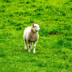 Sheep farming 