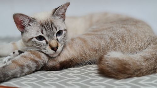 Close-up of a cat lying on bed