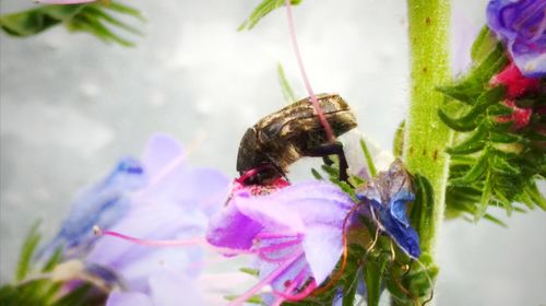 Close-up of bee on flower