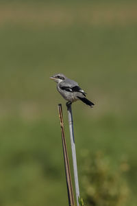 Close-up of bird perching on a pole