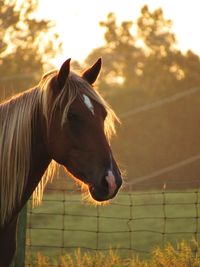 Close-up of horse standing at ranch