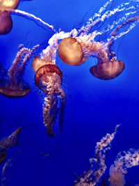 Luminous jellyfish swimming in the ocean