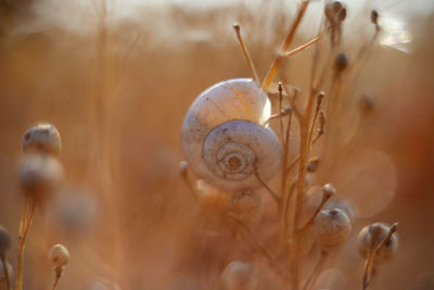 Close-up of snail