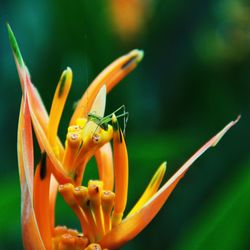 Close-up of insect on orange flower