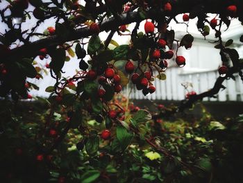 Close-up of berries growing on tree