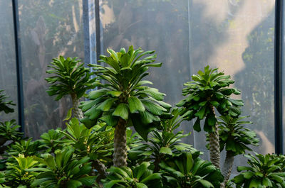 Close-up of plant against window