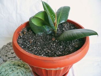 Close-up of potted plant