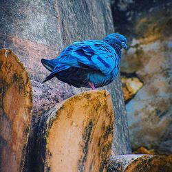 Close-up of parrot perching on rock