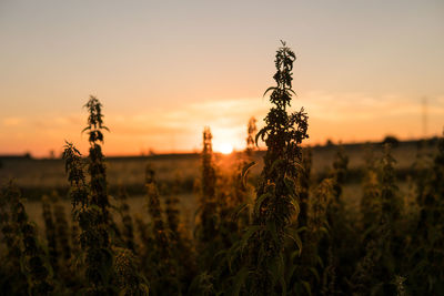 Scenic view of field against sky during sunset