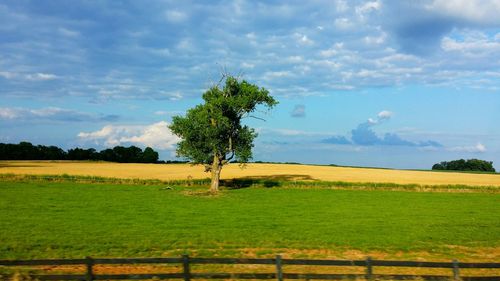 Scenic view of agricultural field against sky