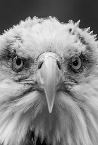 Close-up portrait of owl