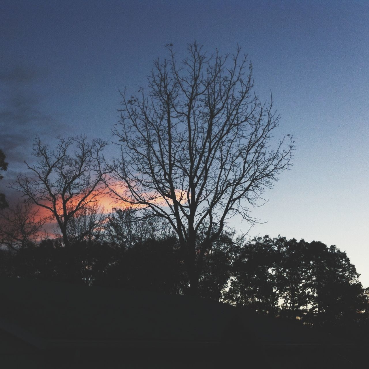 tree, silhouette, bare tree, tranquility, branch, sky, tranquil scene, beauty in nature, scenics, low angle view, sunset, nature, dusk, growth, clear sky, outdoors, idyllic, blue, no people, dark