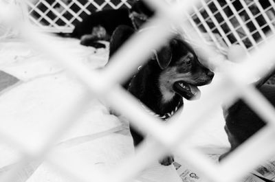 Close-up of dog in cage