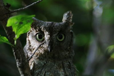 Close-up of owl on tree