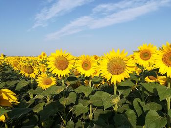 Close-up of yellow flowering plants on field against sky