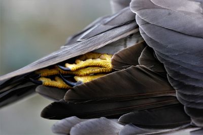 Close-up of bird