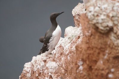 Close-up of seagull perching on rock against wall