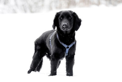 Portrait of black dog