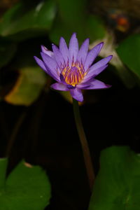 Close-up of purple water lily