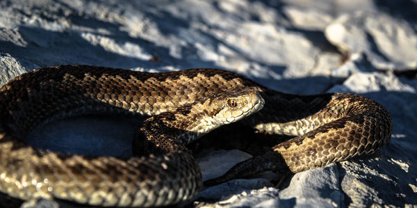 Close-up of snake on rock