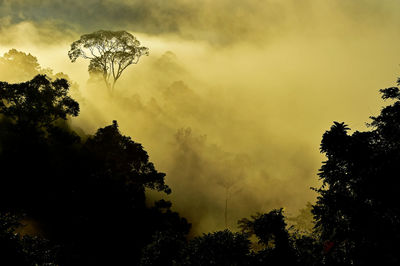 Low angle view of silhouette trees against sky