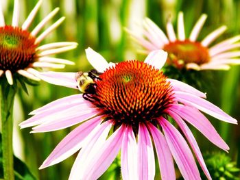 Close-up of honey bee on coneflower