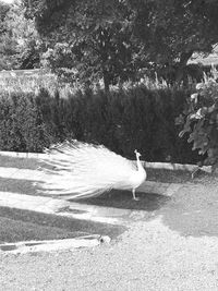 Swan in a lake