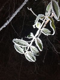 Close-up of snow on plant at night