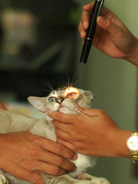 Veterinarian examining cat in clinic