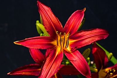 Close-up of day lily against black background