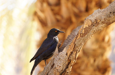 Close-up of bird perching on branch