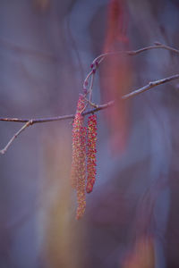 A beautiful birch tree flowers in early spring.