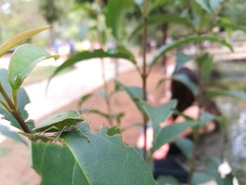 Close-up of plant