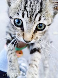 Close-up portrait of a cat