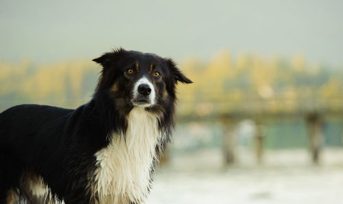 Portrait of border collie