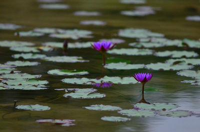 Purple water lily in lake