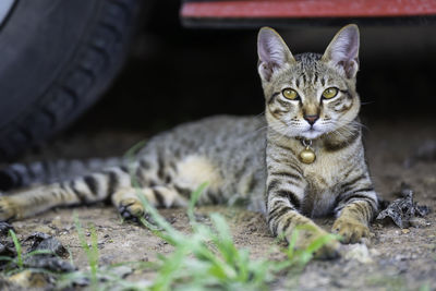 Portrait of tabby cat relaxing on land