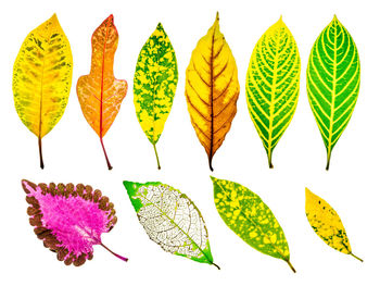 Directly above view of leaves against white background