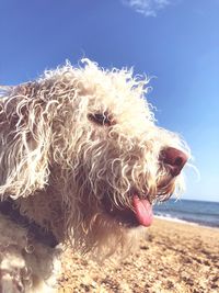 Close-up of dog sticking out tongue