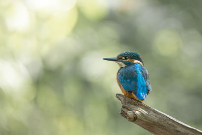 Close-up of bird perching on branch