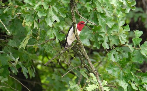 Bird perching on a plant