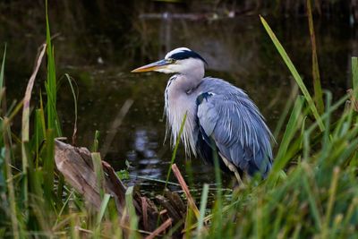 High angle view of gray heron in lake