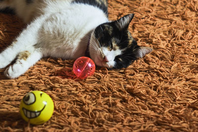 High angle view of cat lying on ball