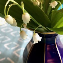 Close-up of white flowering plant