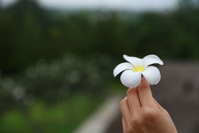 Close-up of hand holding white flower