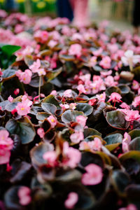 Close-up of pink flowers blooming outdoors