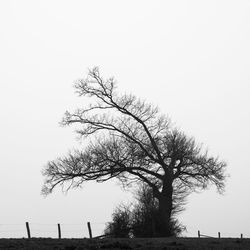 Bare tree against clear sky