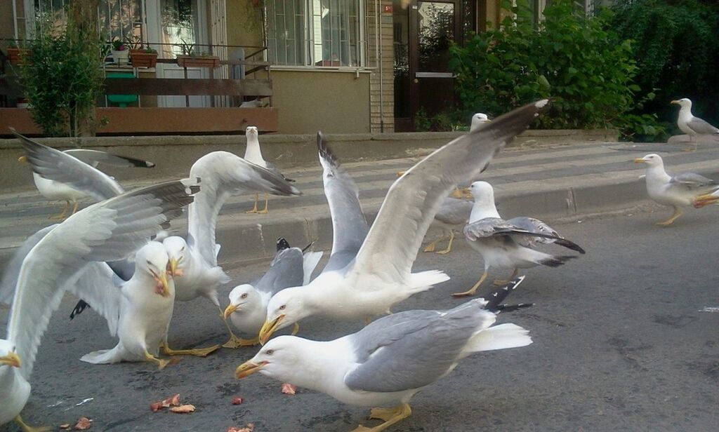 bird, animal themes, animals in the wild, wildlife, seagull, pigeon, white color, flock of birds, building exterior, medium group of animals, built structure, spread wings, three animals, outdoors, sunlight, day, architecture, two animals, nature